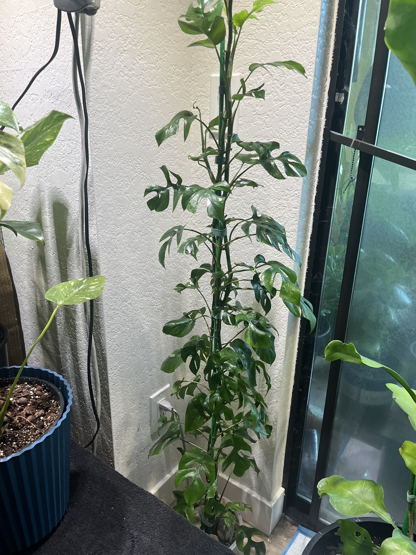 Monstera Rhaphidophora tetrasperma