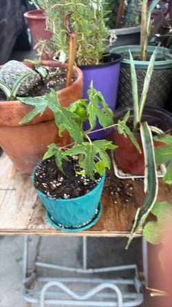 Papaya