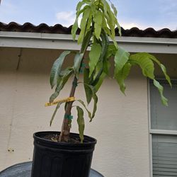 Pineapple Pleasure Grafted Mango 3 Gallon 