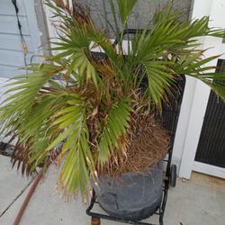 Palm Plant 