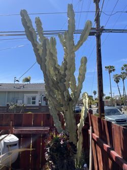 Cacti various sizes Cactus Succulents