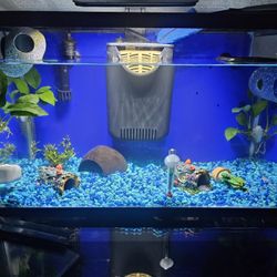 Fish Tank