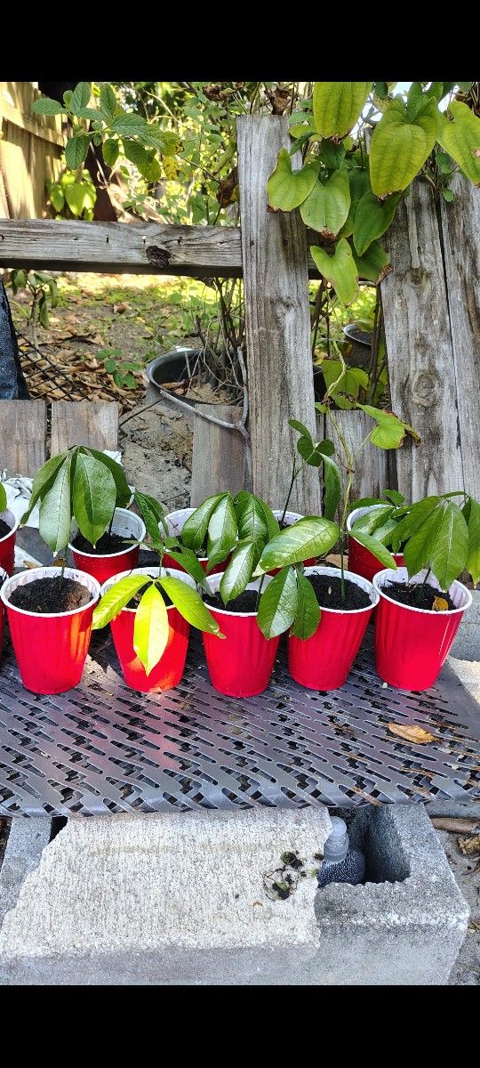 Ackee Trees For Sale 