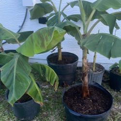 Plantain- Caribbean Green Plantain/Platano