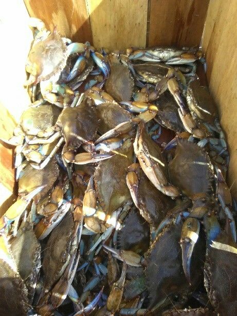 Live blue crabs fresh caught. Now accepting ebt