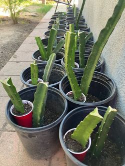 Valdavia Roja Dragon Fruit 🤤 🤤 🤤 2 For 30