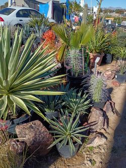 Plants