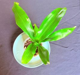 Dracaena 🌱 Healthy Starter Plant