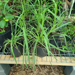 Grass Lemon Plants 1gallon 