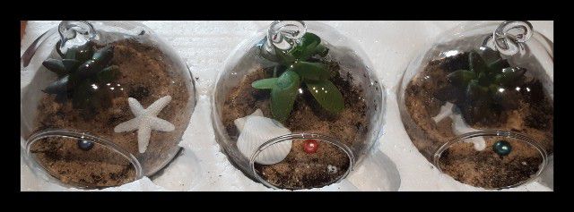 You will get a succulent plant in a hanging glass jar with a real pearl and a charm inside