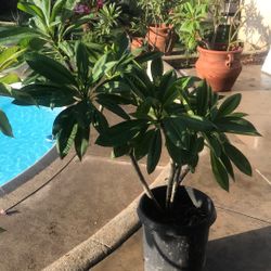 Plumeria Trees