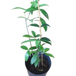 Japanese Bamboo Tropical Plant
