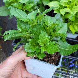 Dahlias, Mixed Colors JUMBO 6 PACKS & JUMBO POTS