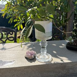 Hoya Carnosa Rooted