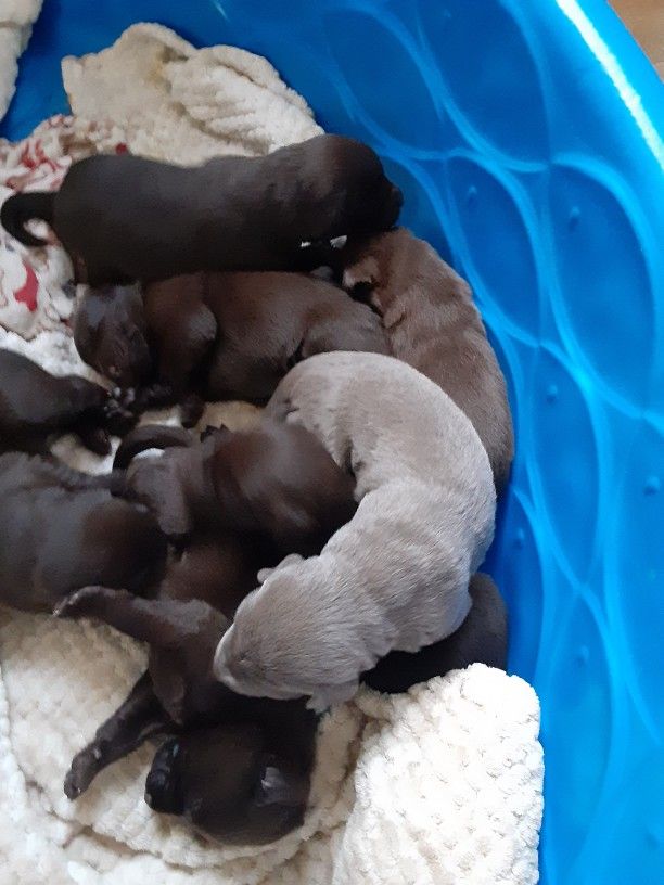 Pupies Labs