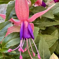 6” Pot Fuchsia Flower Plant Hoa Lồng Đèn