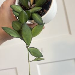 Hoya Burtoniae Variegated
