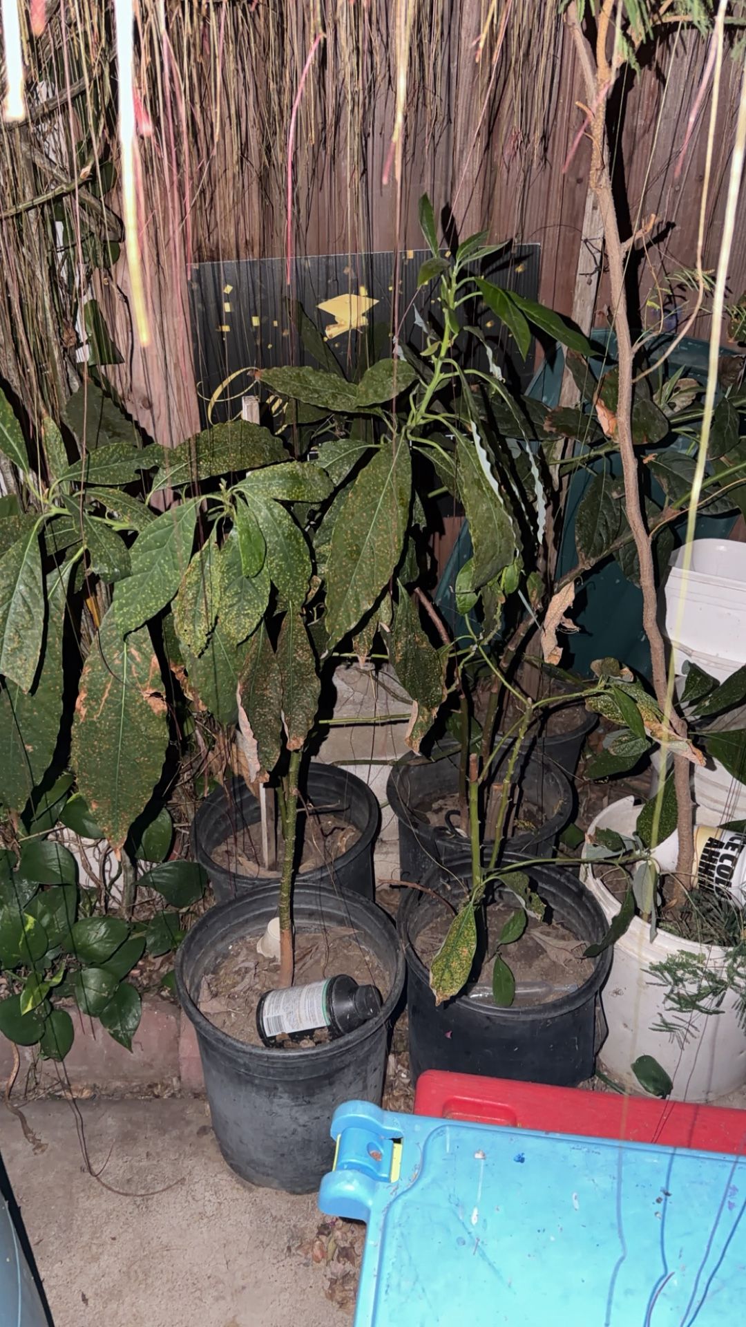 Avocado Plant For Sale