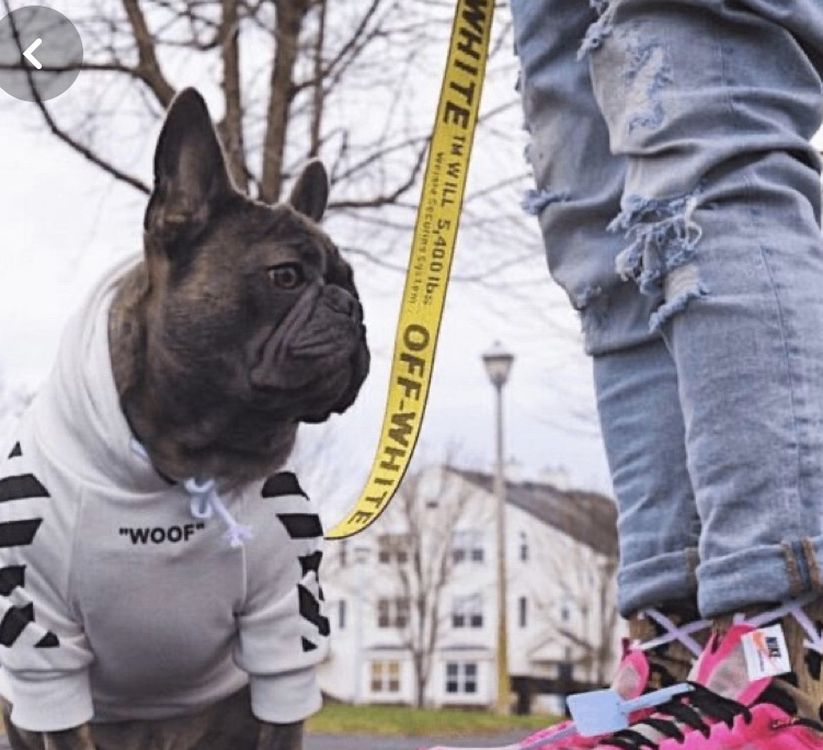 Offwhite Dog Leash a Nd Collar