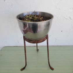 Stainless Steel Bowl With Succulant On Cast Iron Stand 