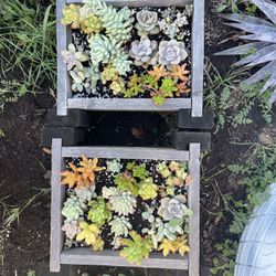 Succulents 