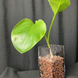 Plant + Tools 35ave/glendale 