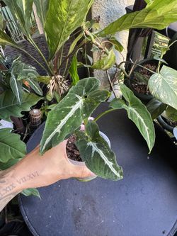 Syngonium Wendlandii Plant