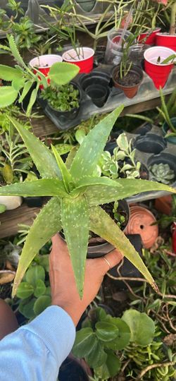 Aloe vera live plant