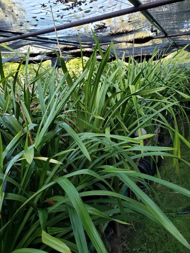 Huge Orchid Plant ( Simply Cymbidium)