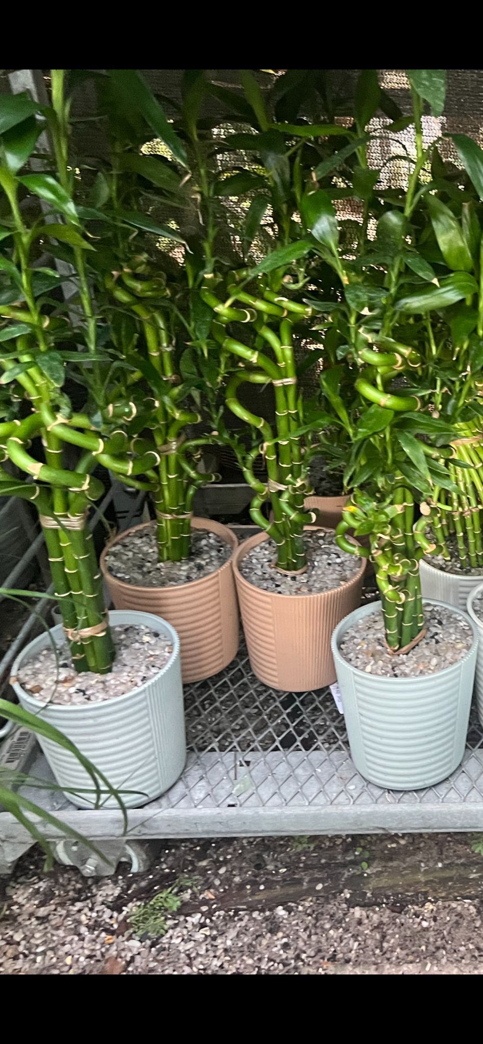 Lucky Bamboo In Ceramic Pot. SPECIAL PRICE 🤩