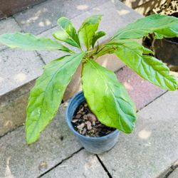 AVOCADO 🥑 PLANT - Hass Avocado 