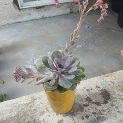 Echeveria lilacina Plant/pot $10