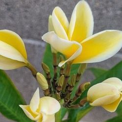 Frangipani Plumeria Fragrant Rooted 41" 4 Branches 2 Inflows Flowering  Hawaiian Beauty ♥️ 