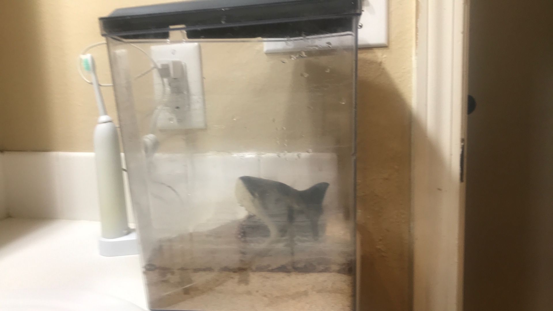 Fish Tank