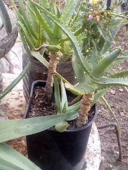 Aloe Vera Plant – Easy Care, Fast Growing
Planta Aloe Vera – Fácil Cuidado y Crecimiento Rápido.