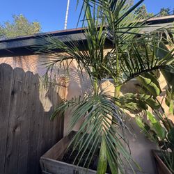 Twin-Stem King Palm (~10 ft) in 36”×36” Solid Wood Planter – Ready to Place