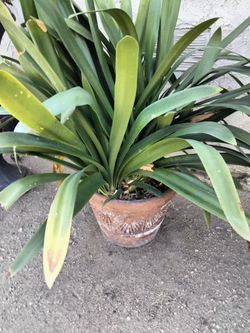 planta