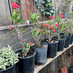 Corona De Cristo  $15  each Pot 