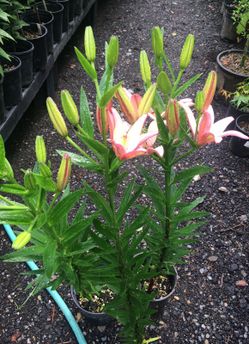 Rosellas dream oriental lily plants