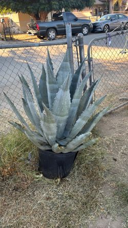 Agave plant