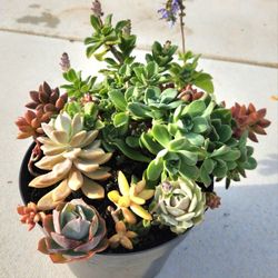 Large beautiful potted succulents arrangement!