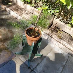 Baby asparagus plant would stand