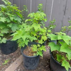 Thimbleberry Plant In 2 Gal Pot