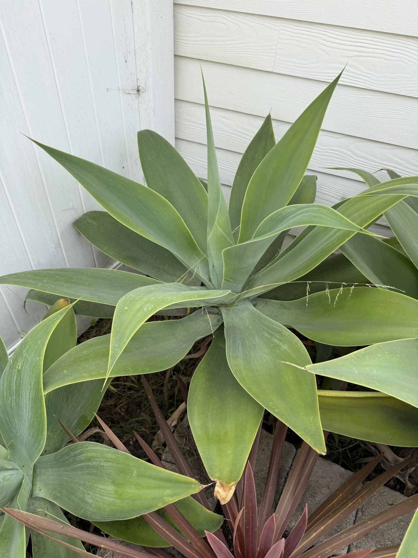 Foxtail Agave