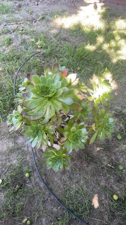 Soculenta