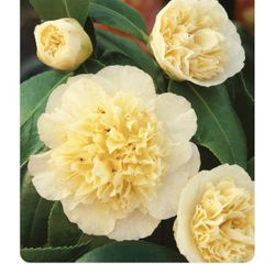 Jury’s Yellow Camellia Flower Plant 3Gal