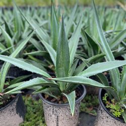 Agave Plants