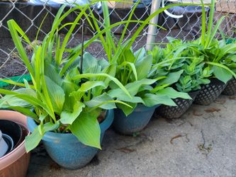 Hosta Plant In A Pot