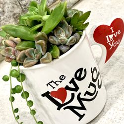  /succulent mug arrangement/valentines Gift/ Valentines/Live Succulents Arragements/ I Love You Mug/ White Mug /Heart Shape / Valentines Gift