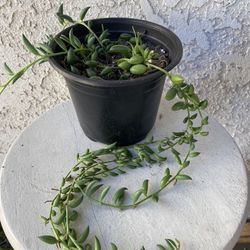 6 Inch Pot Succulent Plant - String of Watermelons / Tears - Senecio Herreanus - Trailing Succulent - Rooted & Established - Drought Resistant - 🪴 